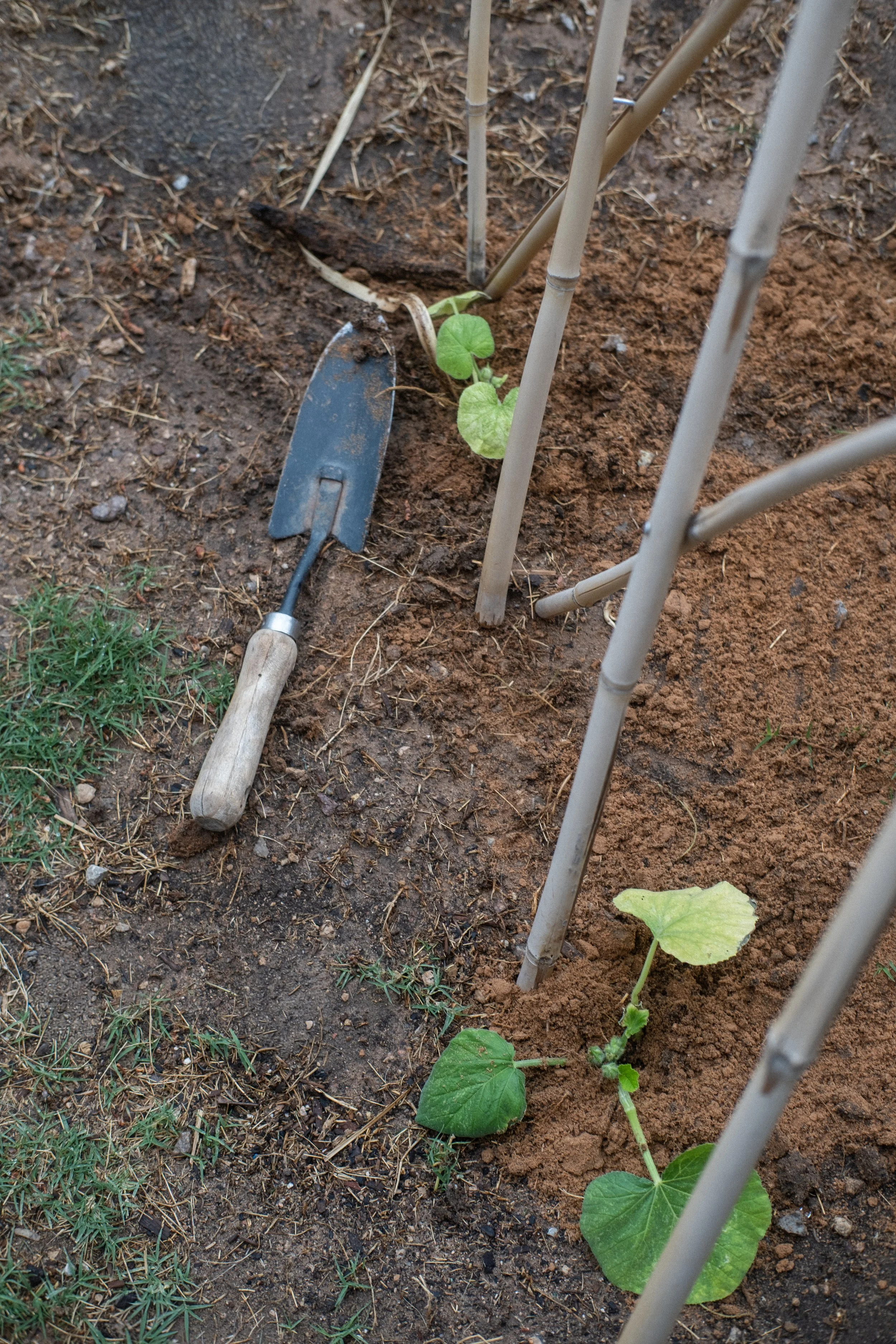 PumpkinSprouts-5.jpg