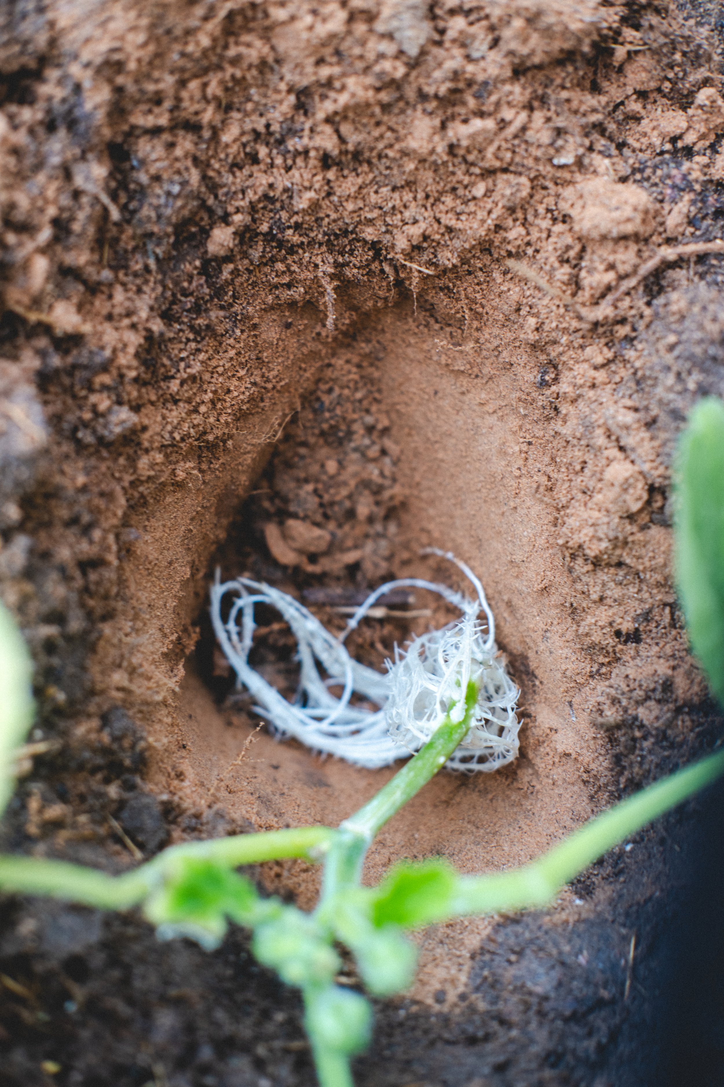 Planting and Flowers