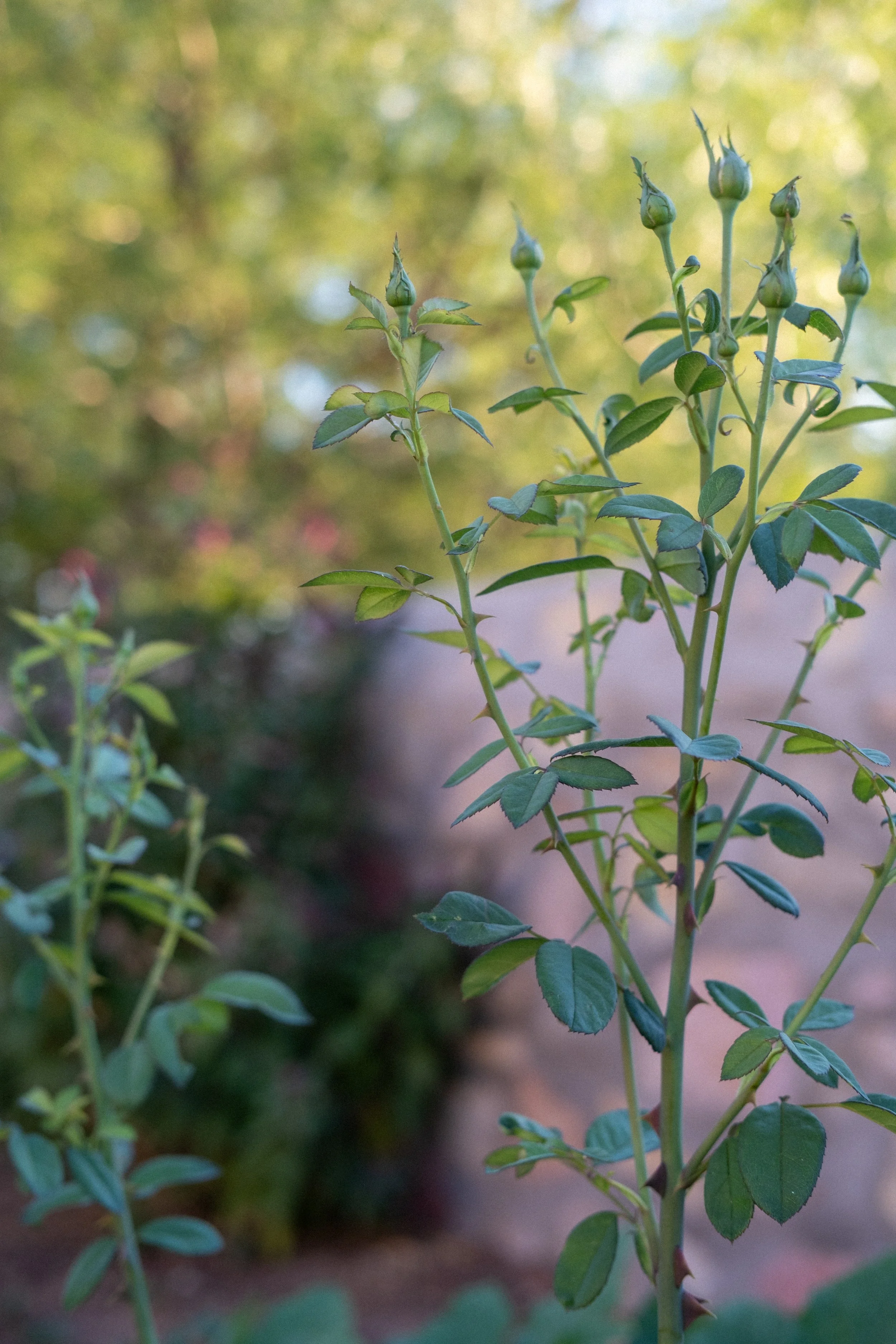 eveninggarden-5.jpg