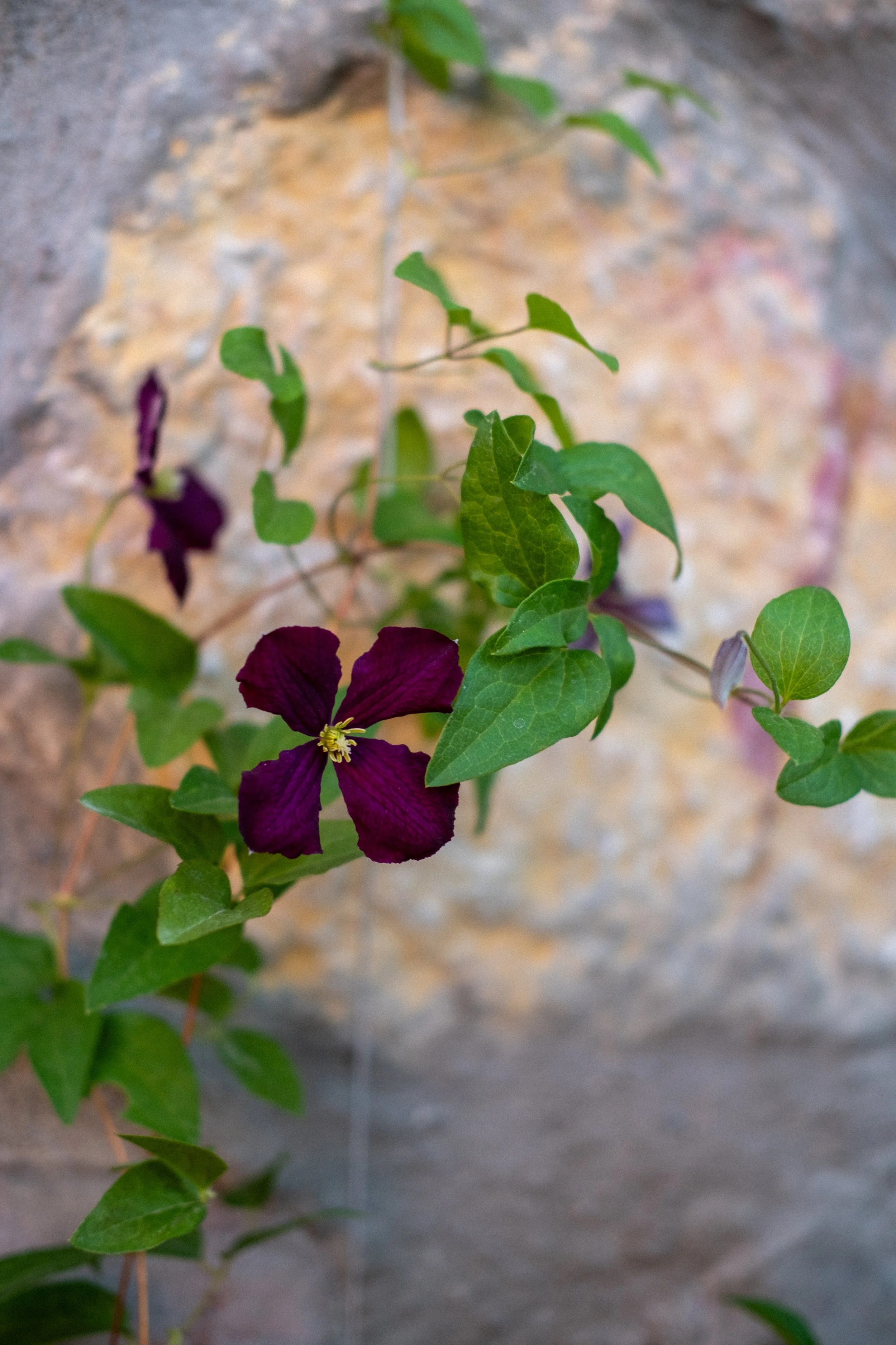 eveninggarden-15.jpg