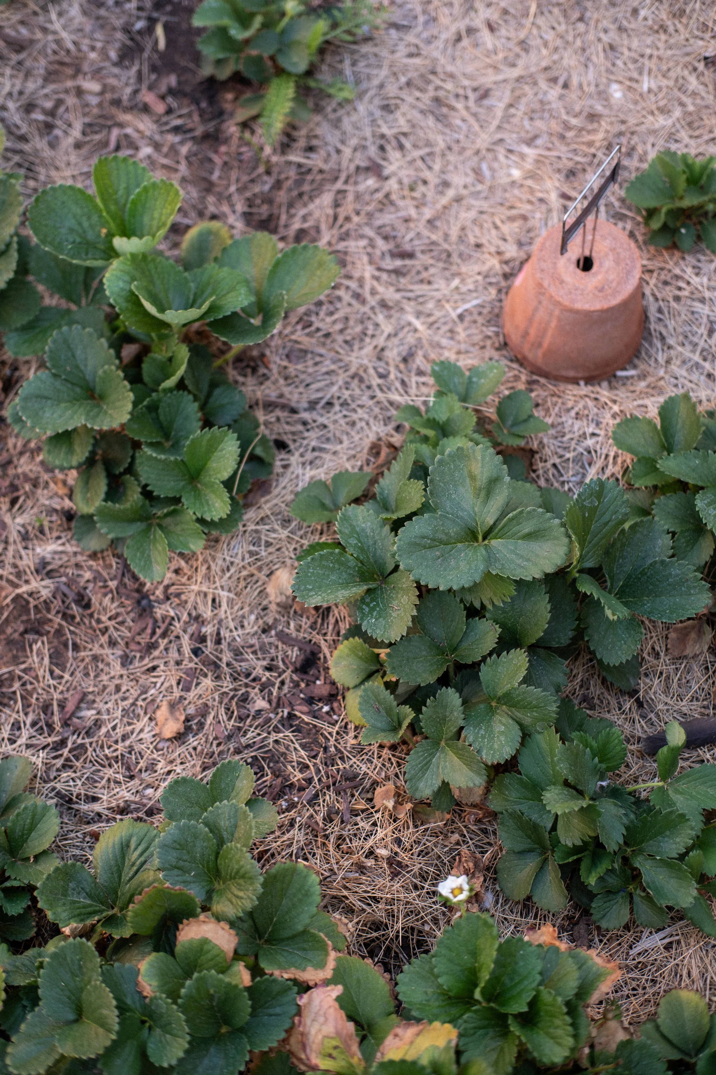 eveninggarden-13.jpg