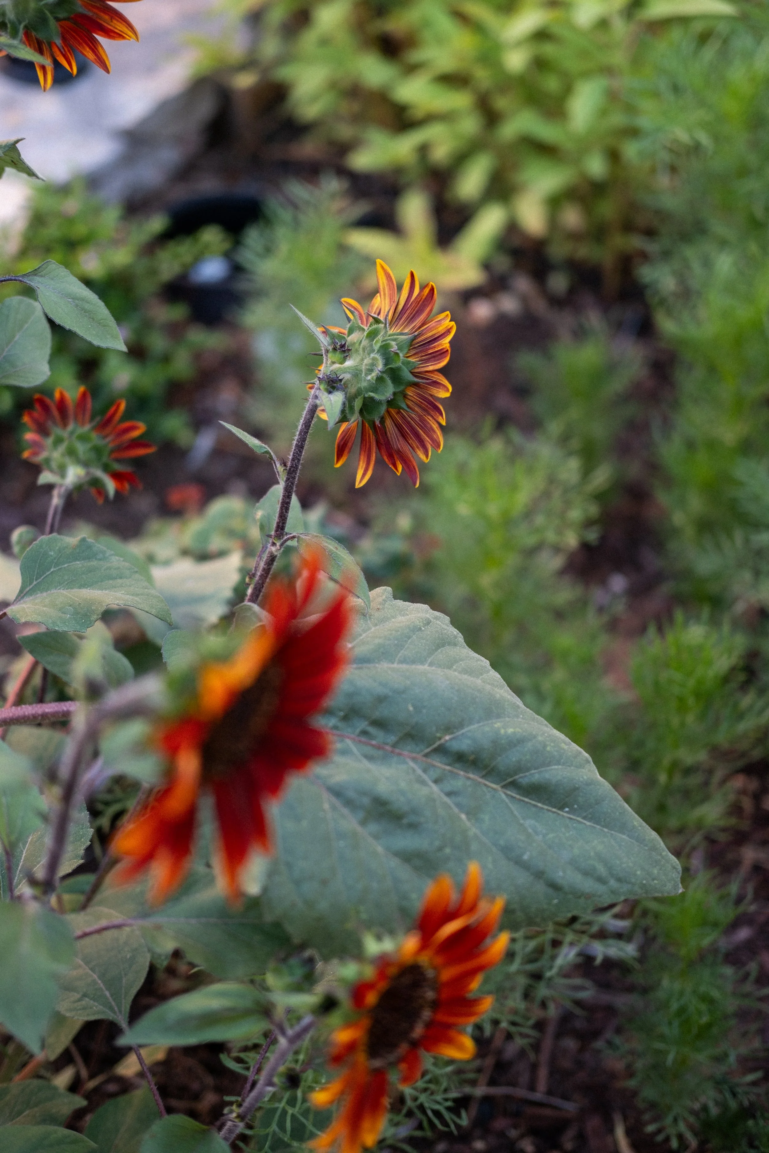 eveninggarden-12.jpg