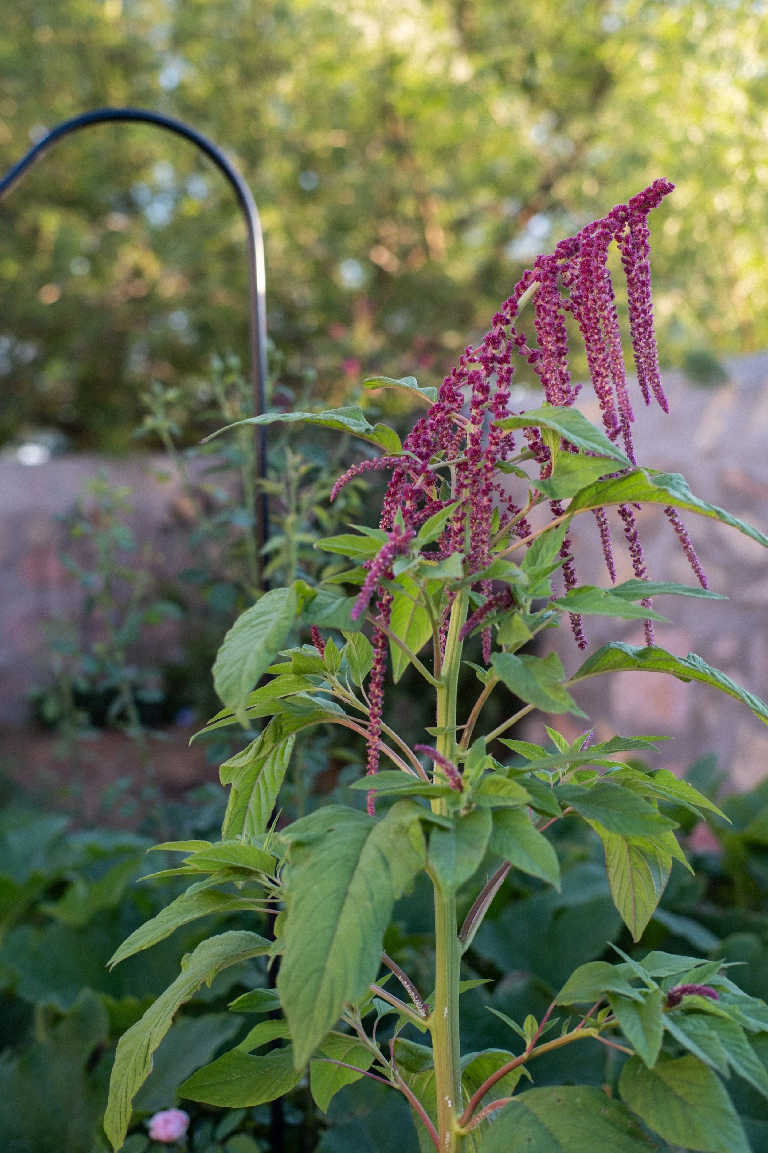 eveninggarden-4.jpg