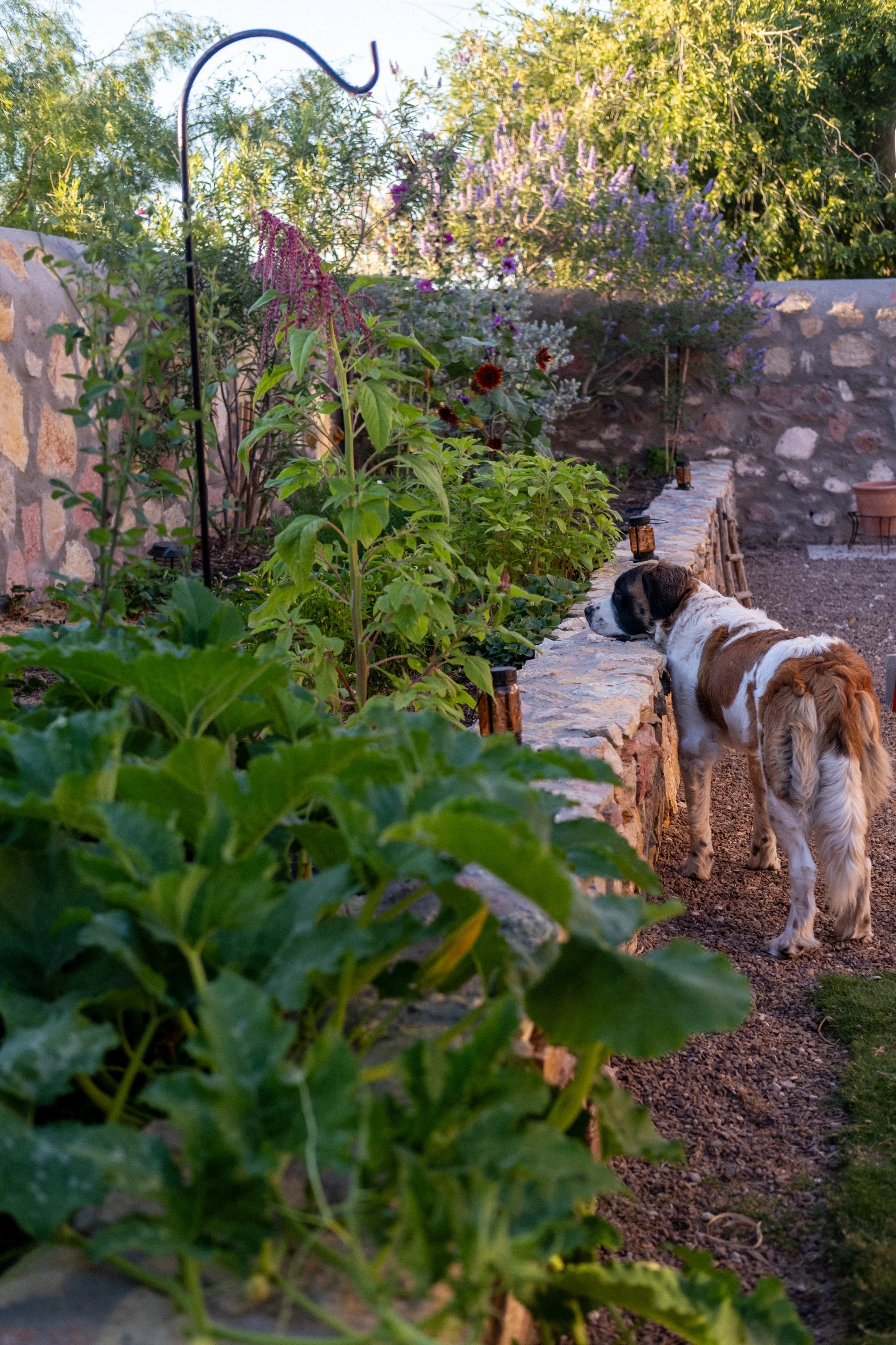 eveninggarden-7.jpg
