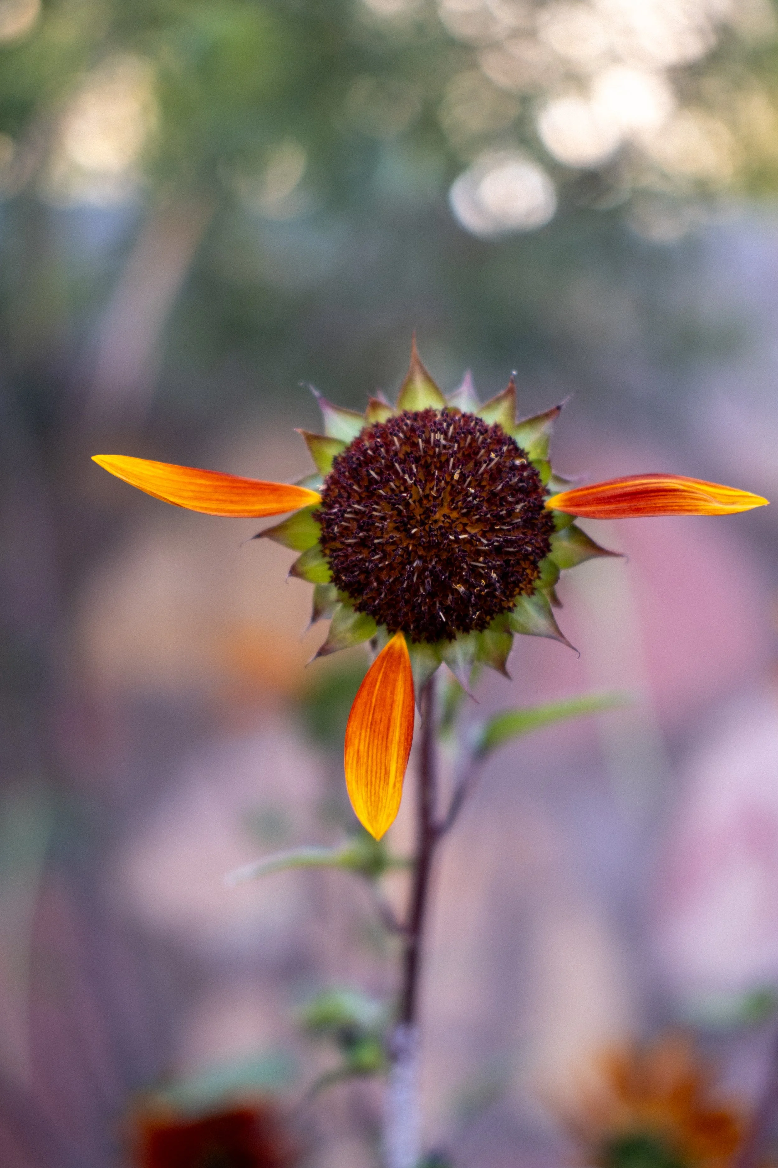 eveninggarden-16.jpg