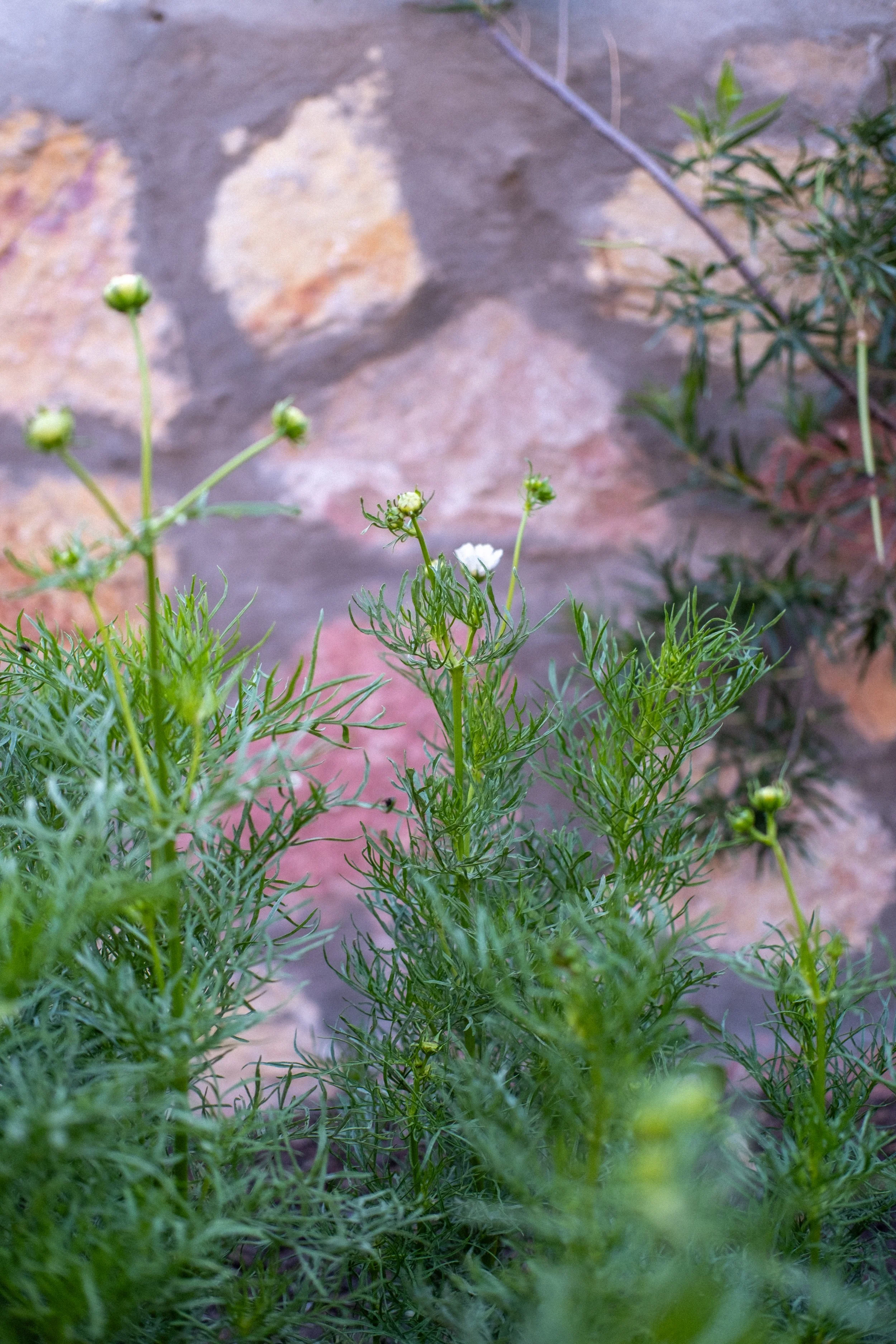 eveninggarden-15-2.jpg