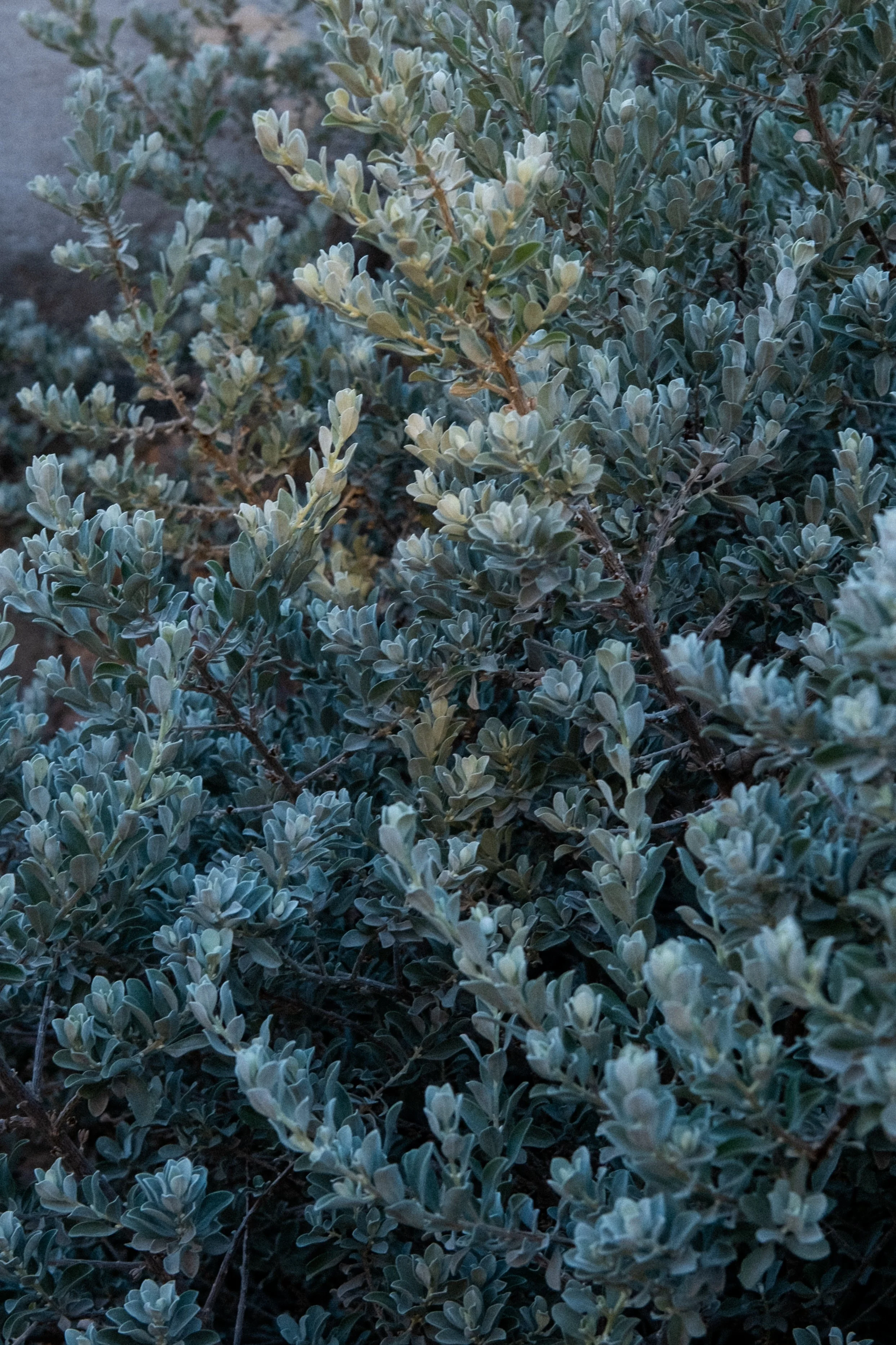 eveninggarden-11-2.jpg