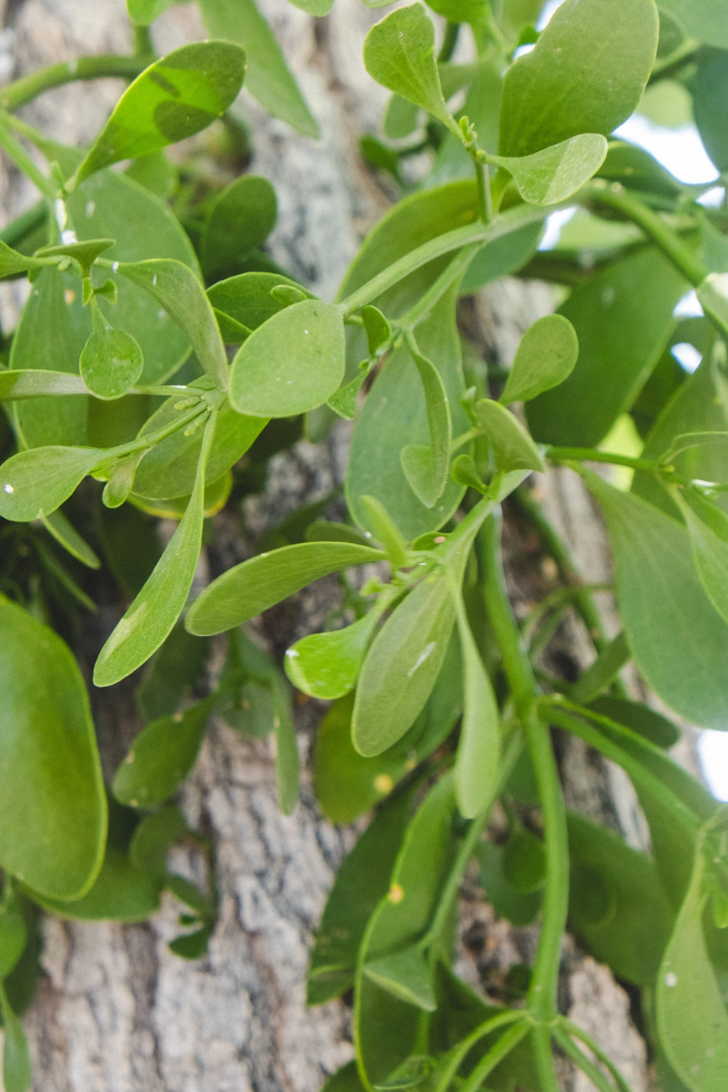 mistletoe-1.jpg