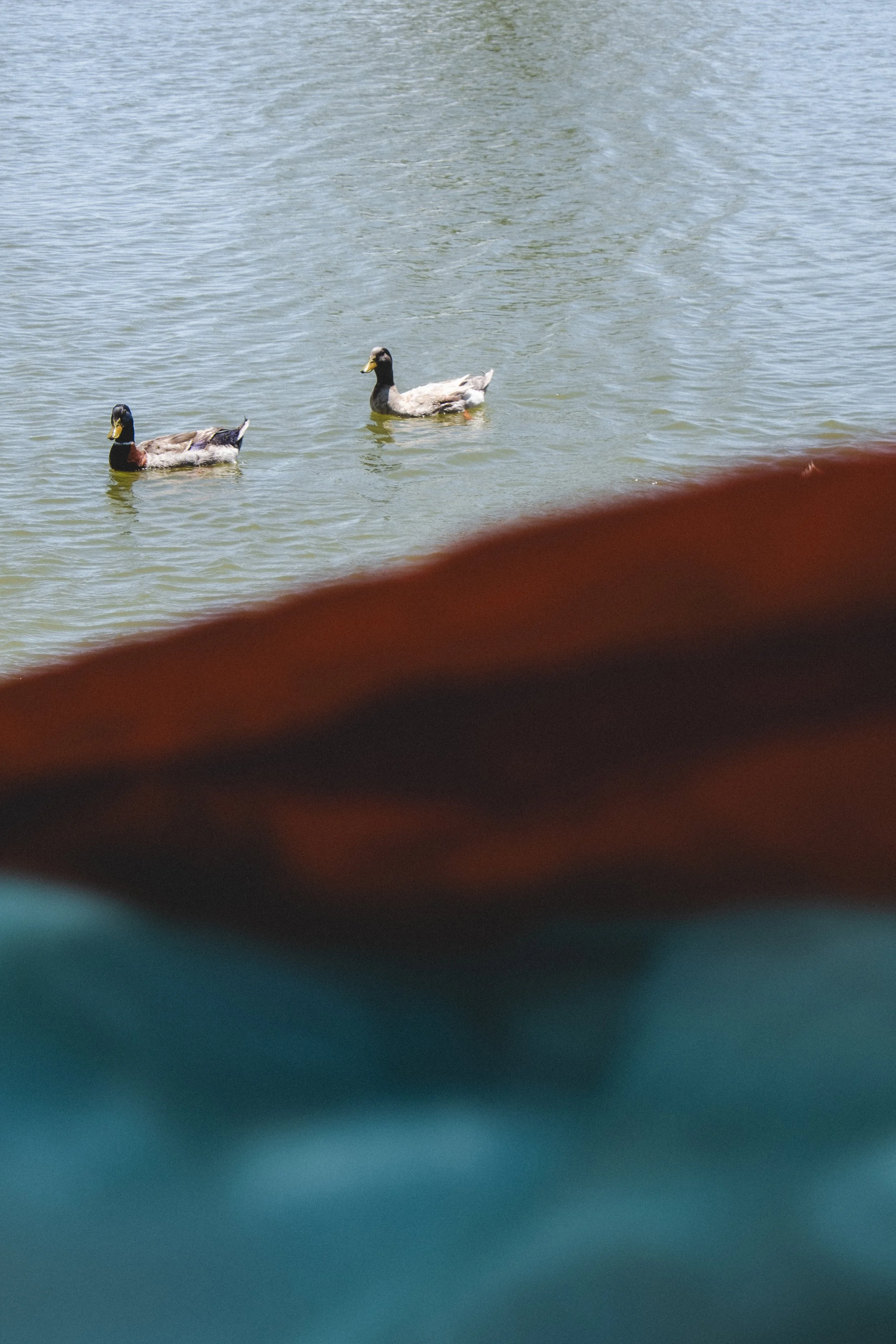 duck-1.jpg