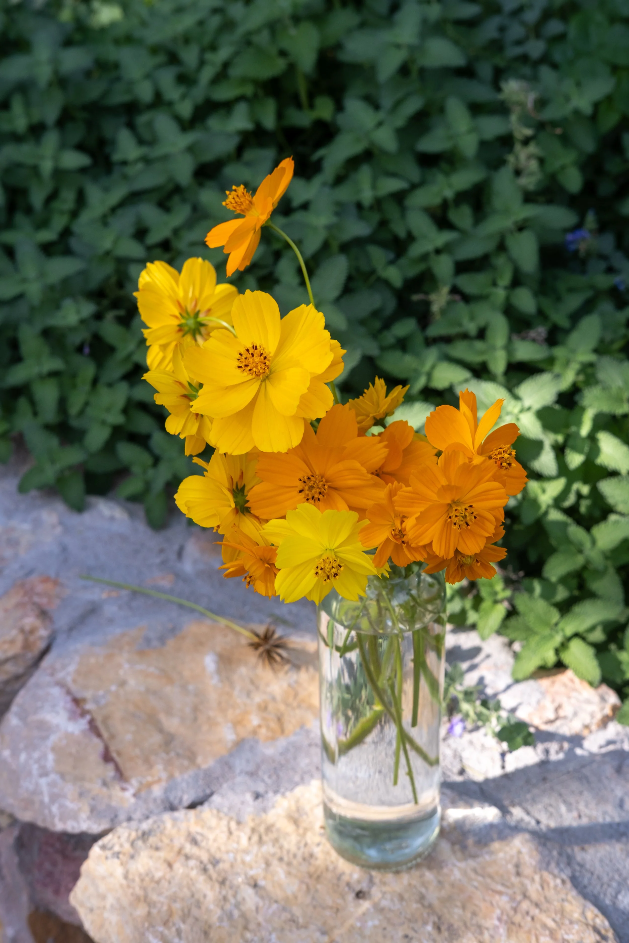 Cosmos-1.jpg