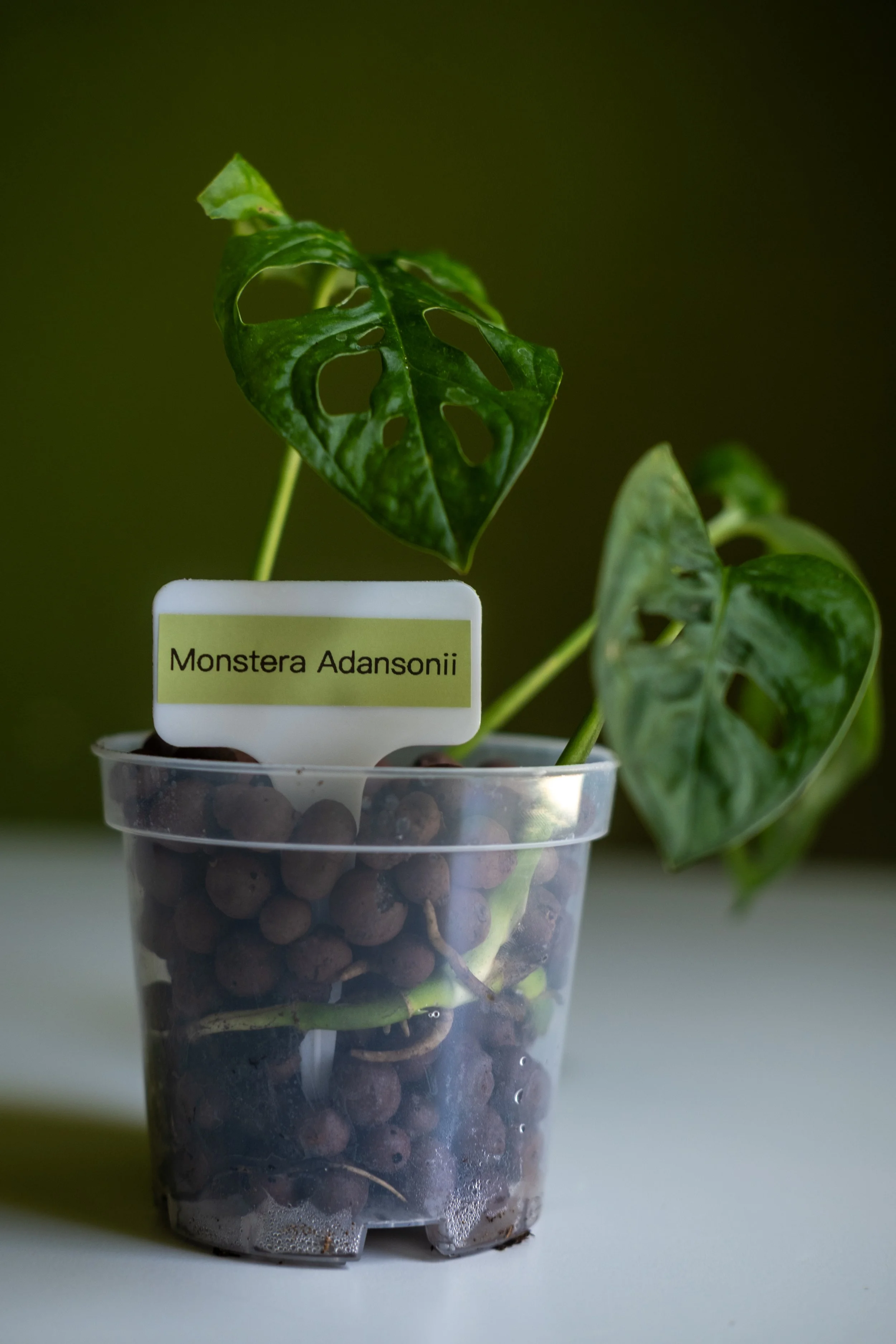 Monstera Adansonii