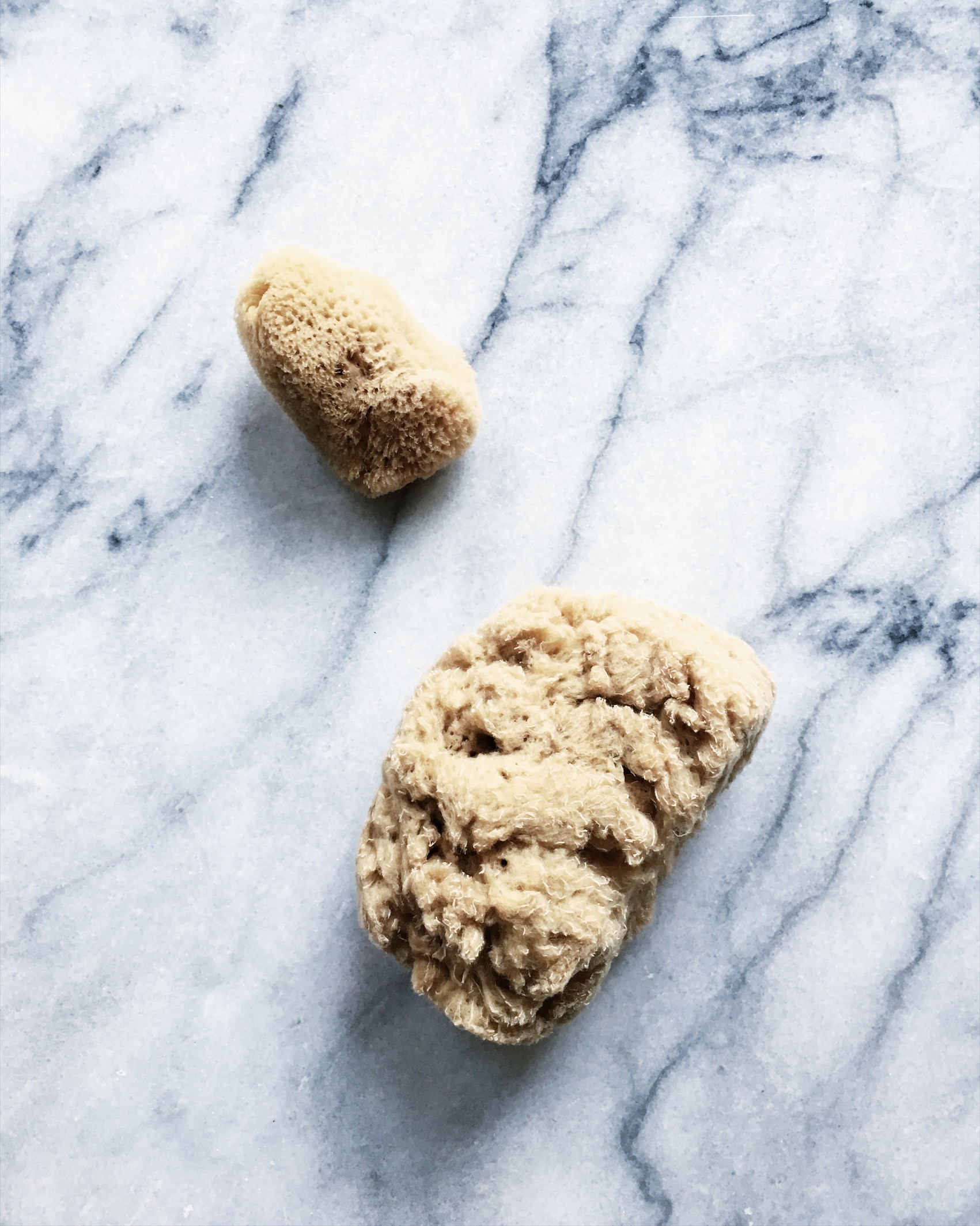 marble & milkweed sea sponges.jpg