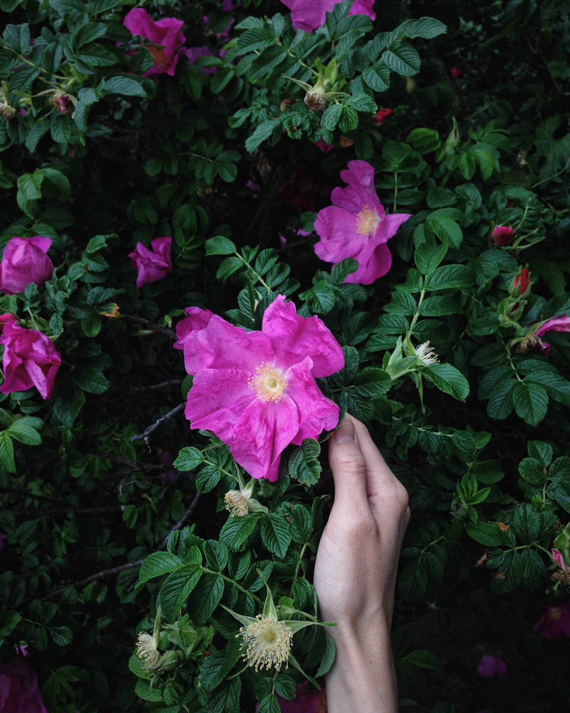 roses of the lower east side — marble & milkweed