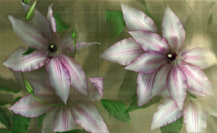 Clematis small.jpg