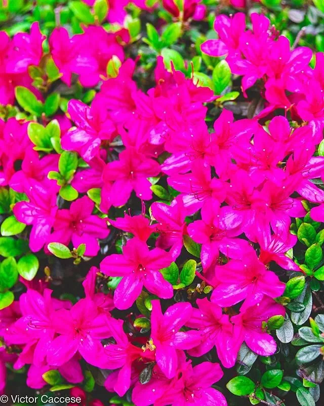 The #pmphotoassignments theme of the week is &ldquo;contrast&rdquo; how would you depict contrast in one photo? Happy Spring everyone! 🌺 #springphotography #contrast #contrastphotography #contrastingcolors #flowerphotography #flowersofinstagram #flo