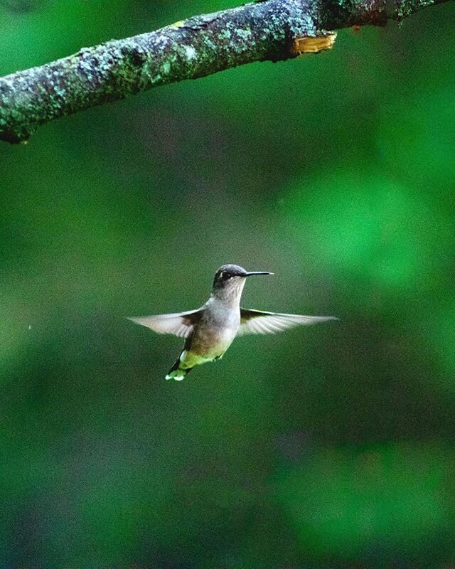 Gotcha! &bull;
&bull;
ISO 6400, 300mm f/5.6 1/1250 sec &bull;
&bull;
#hummingbird #bokeh #shutterspeed #hummingbirdofinstagram #birdsofinstagram #capturedmoments
