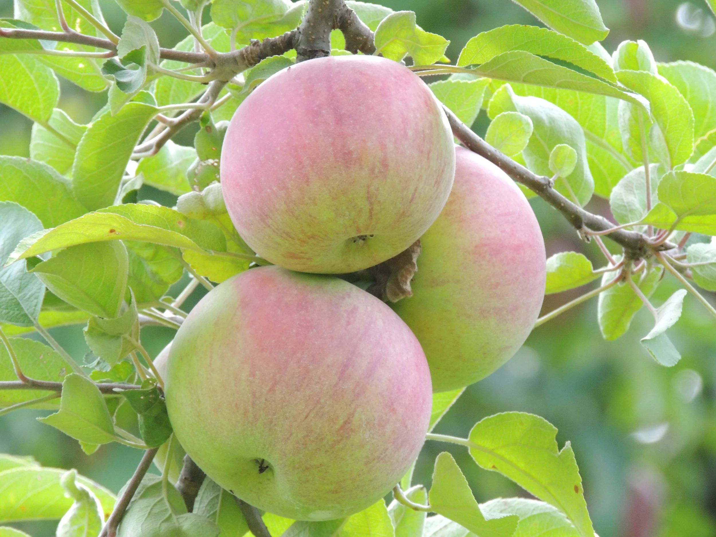 Orchard 2013 086.JPG