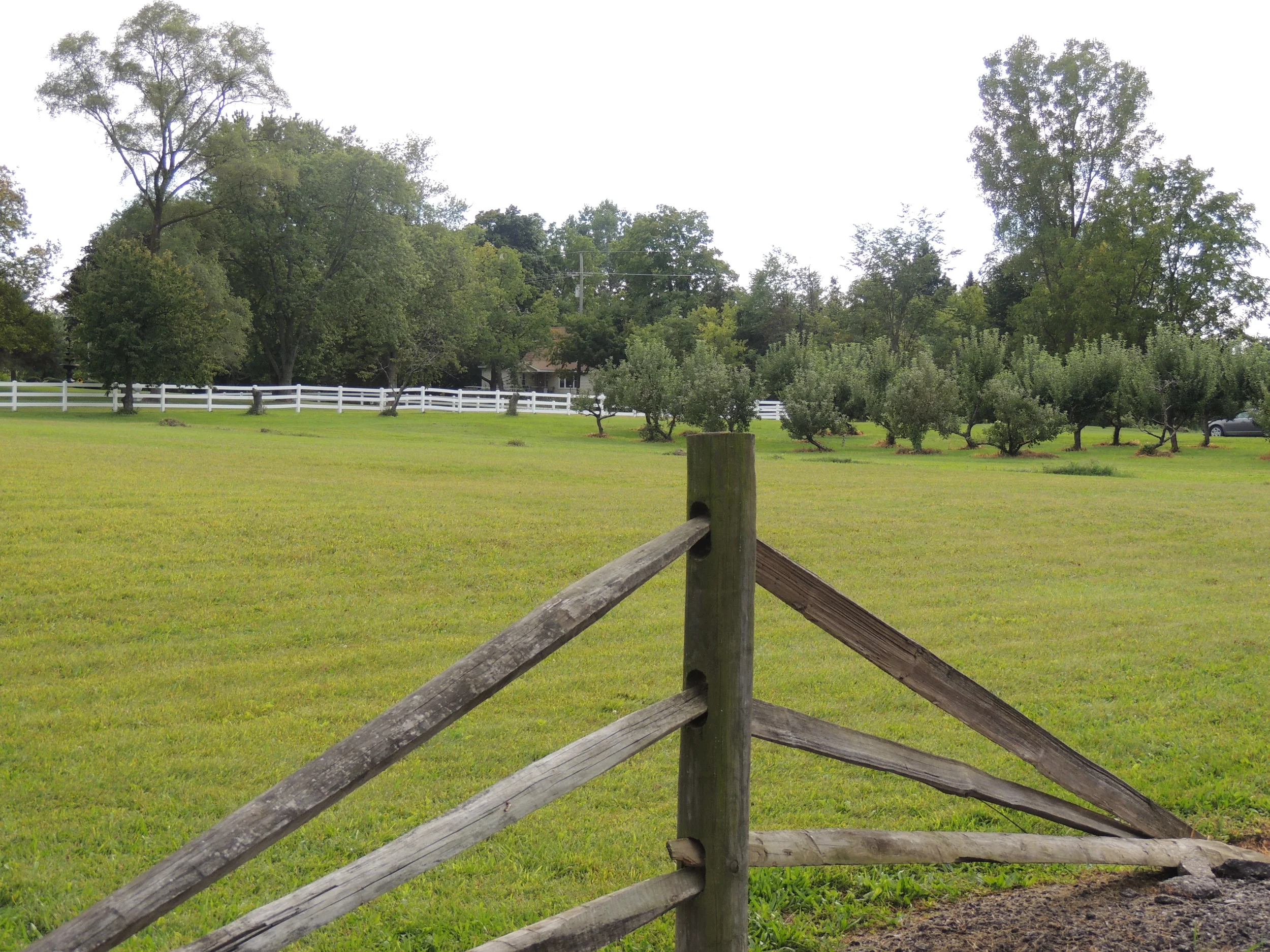 Orchard 2013 080.JPG