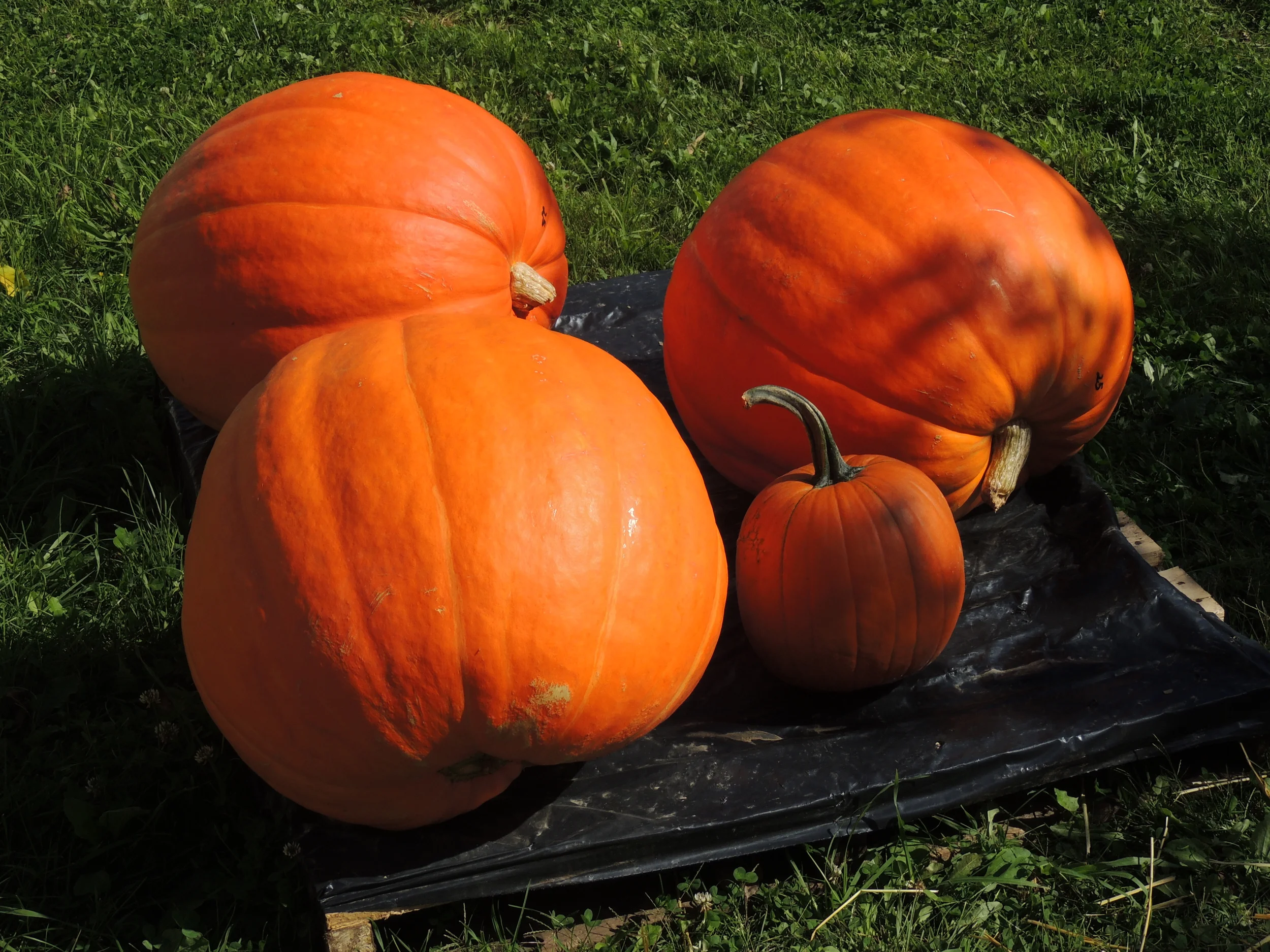 Orchard Pics II 009.JPG