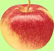 Paula Reds at the Plymouth Market (starting 8/23)