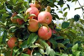 Honey Crisp and Upick Available