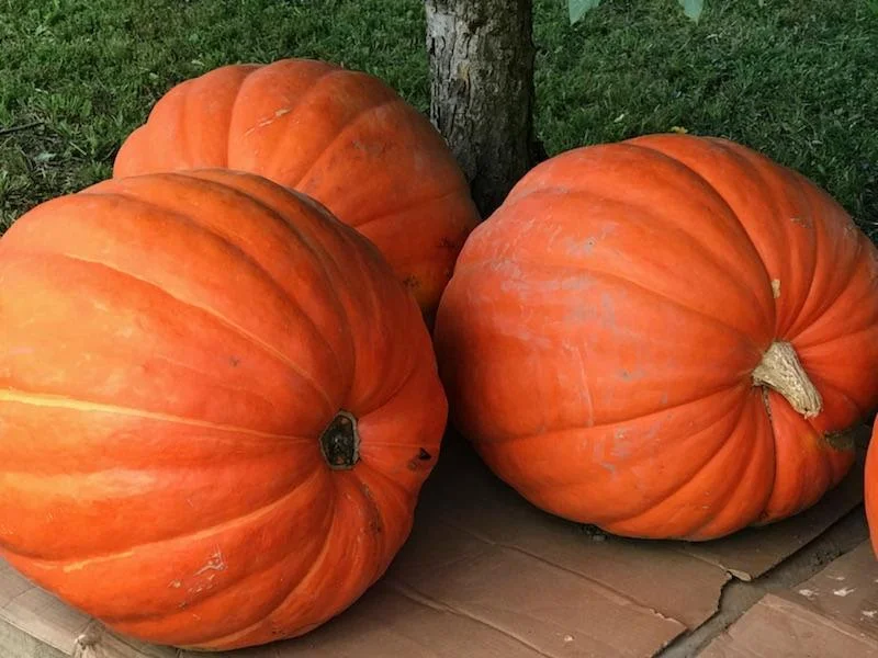 Giant Pumpkins!!!