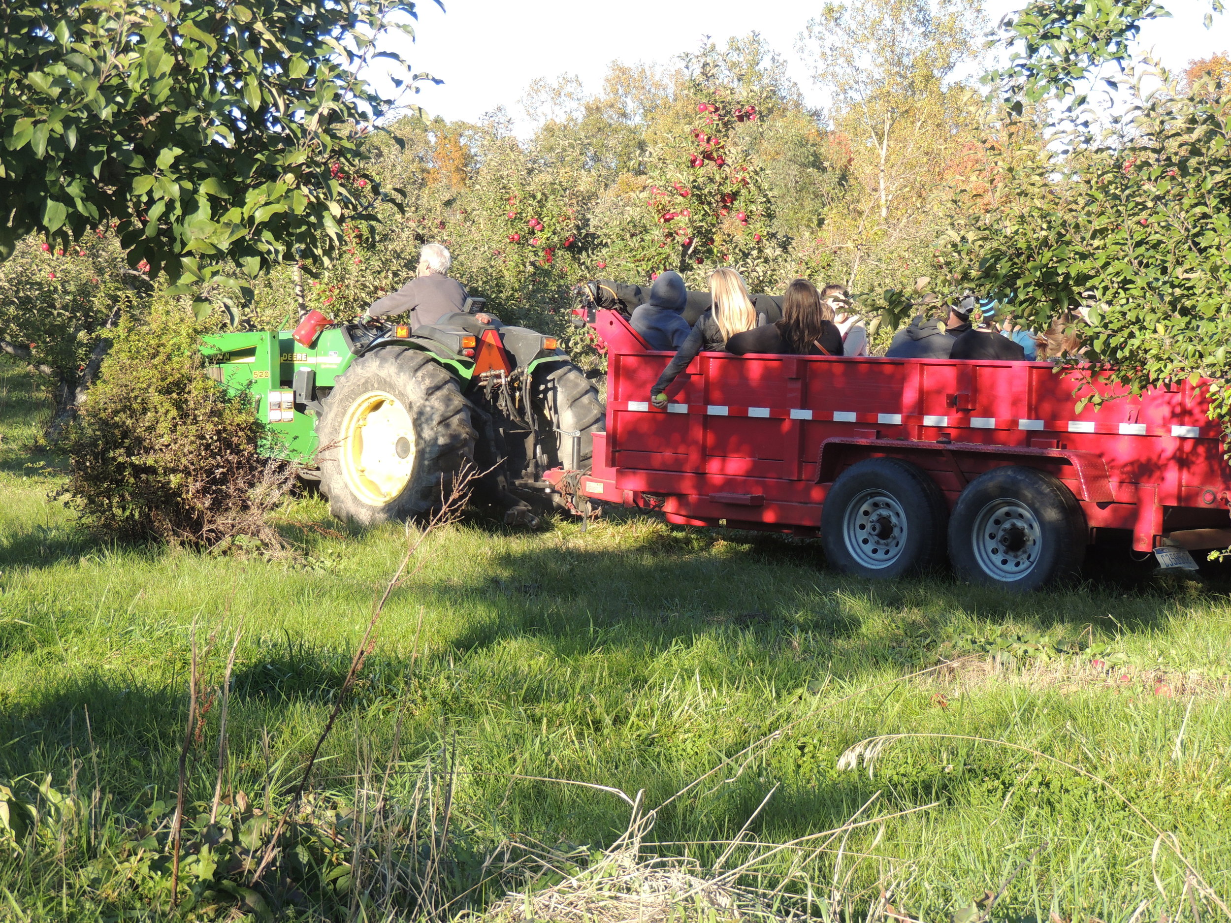 Pumpkins are on sale!