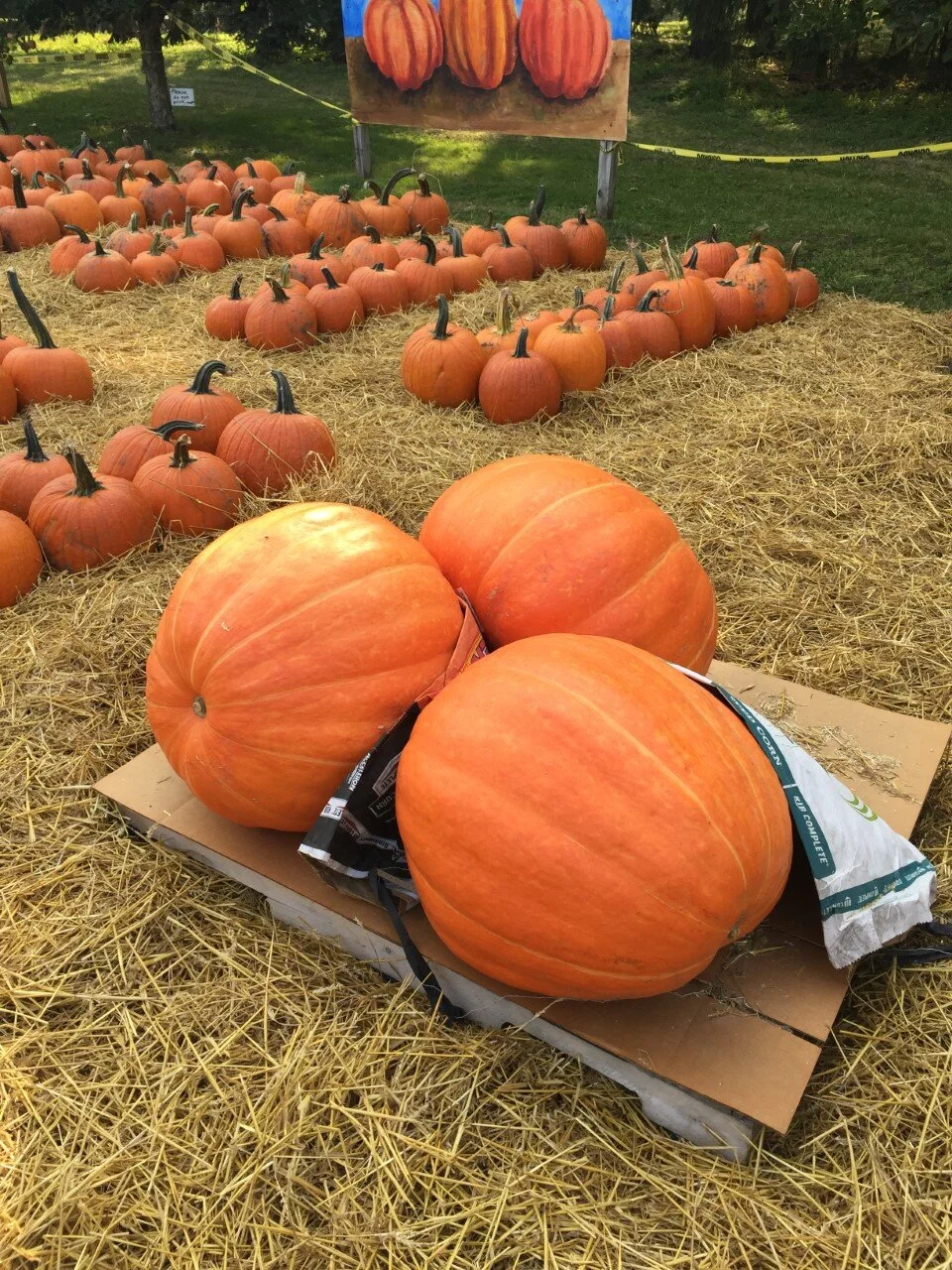 The pumpkins have arrived! 