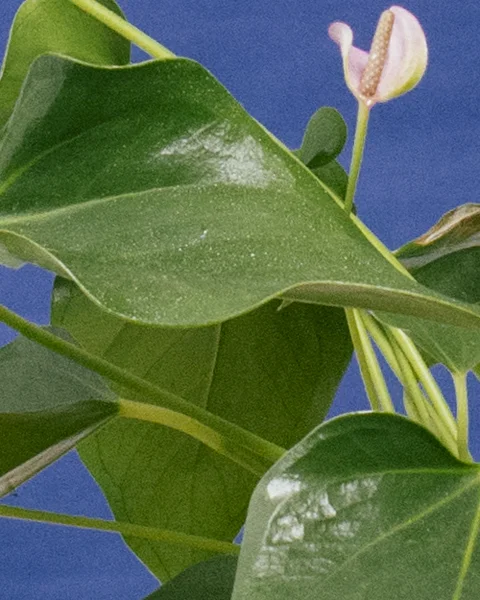 IMG_4582b.jpg