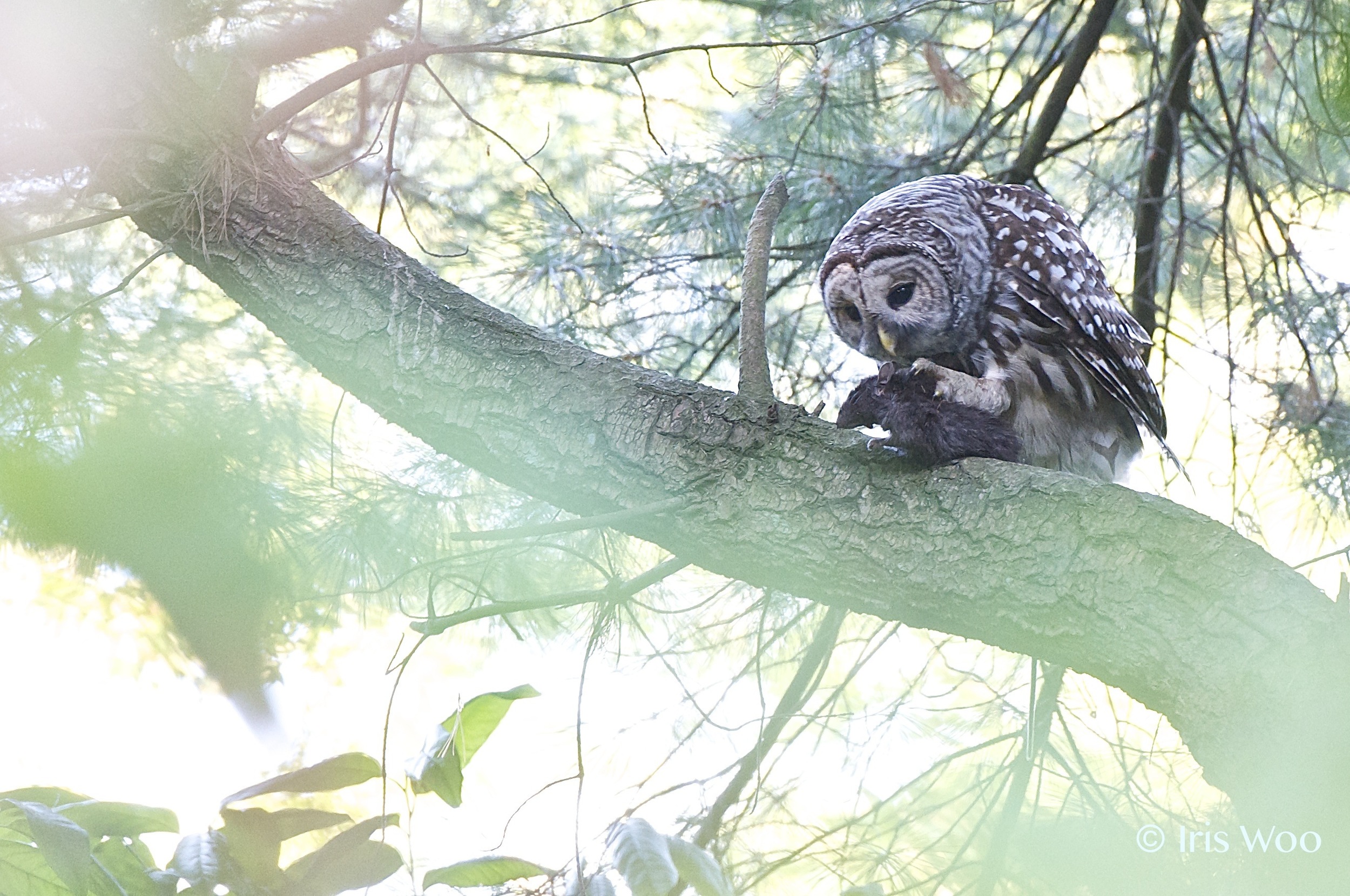 Barred Owl Having Dinner.