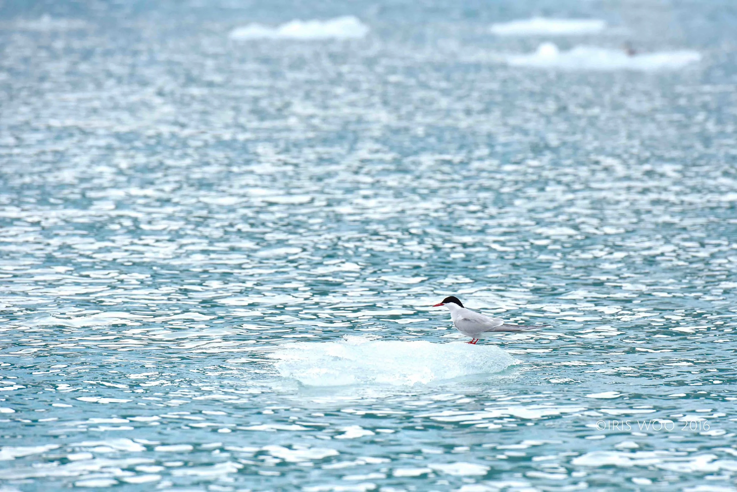 Lonely Arctic Tern