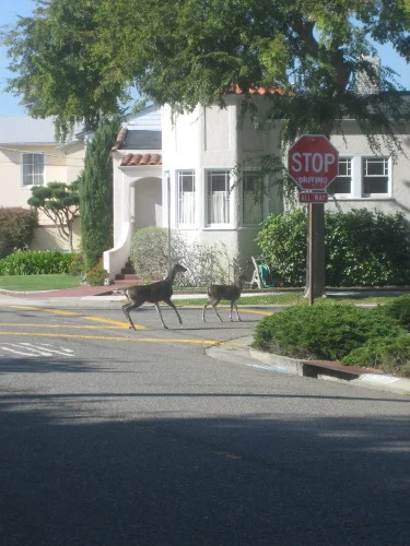 Deer crossing -- by Jen English