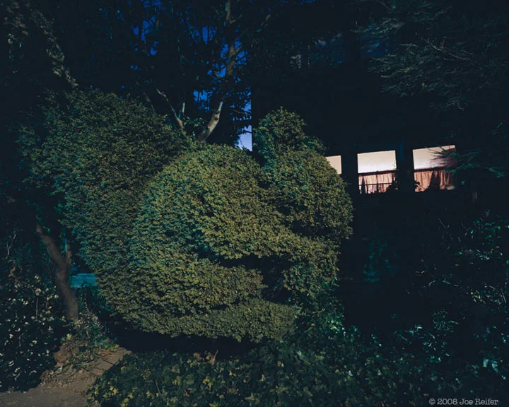 Berkeley Squirrel Topiary at Night -- by Joe Reifer