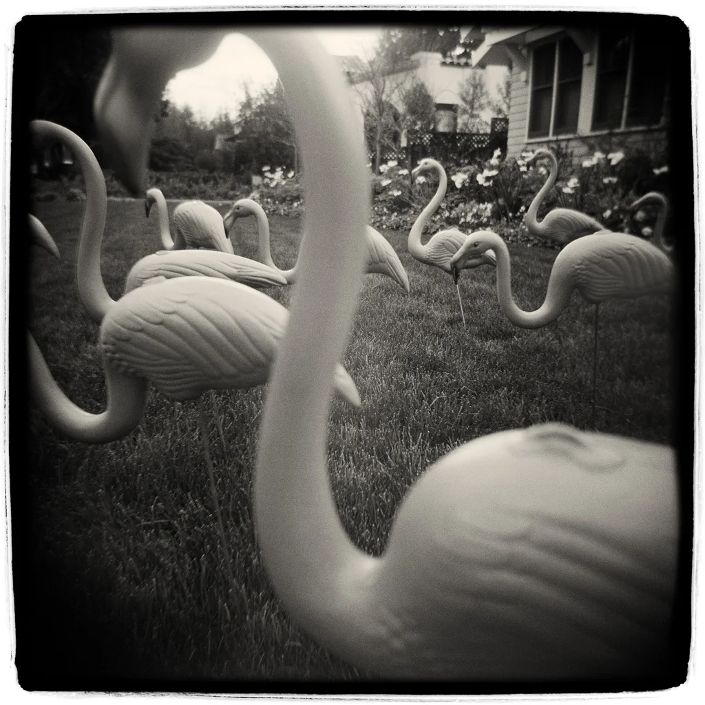 Flamingos -- by Robert Holmgren