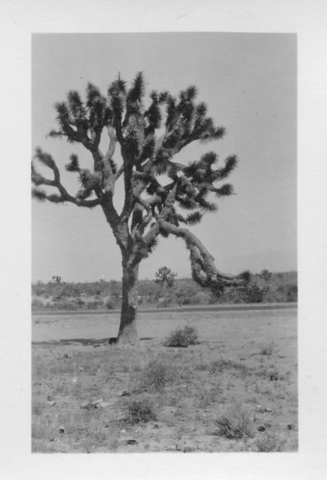 Joshua Tree