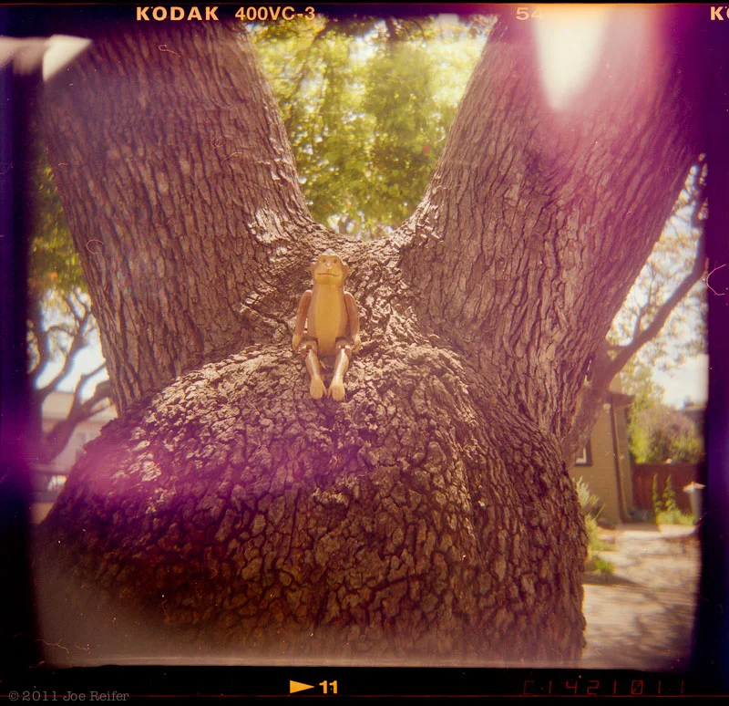 Holga: Monkey in a tree -- by Joe Reifer