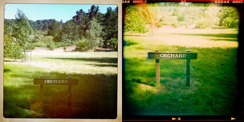 Holga vs Hipstamatic: Orchard -- by Joe Reifer