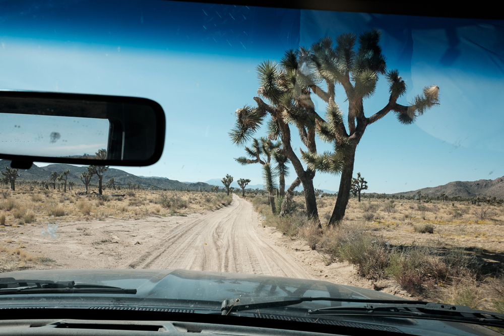 We proceeded further out into the land of weird trees.