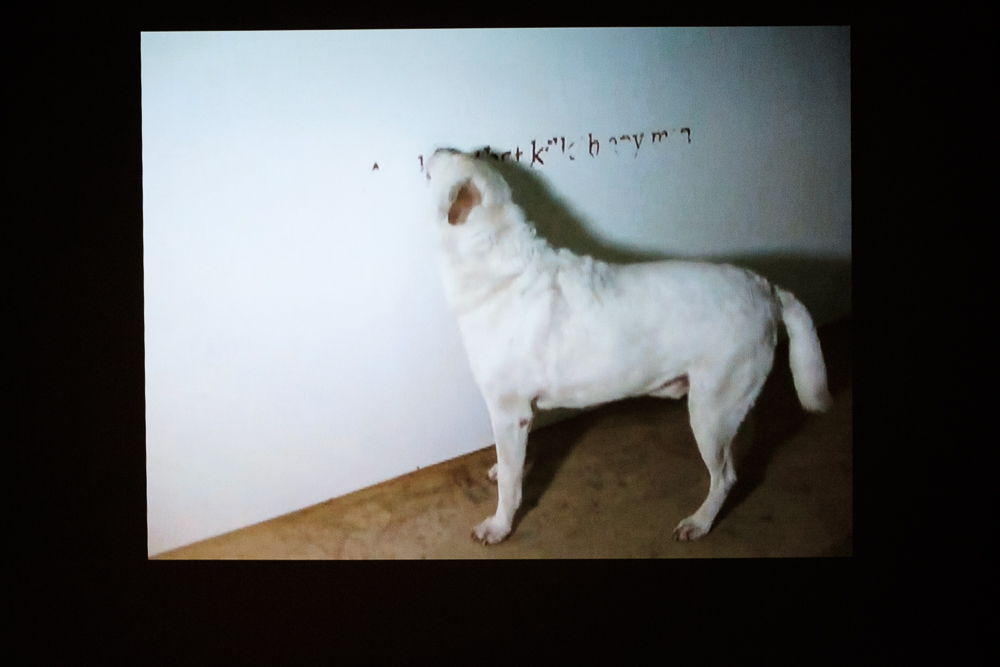  A dog licked a wall to write ancient religious texts. 