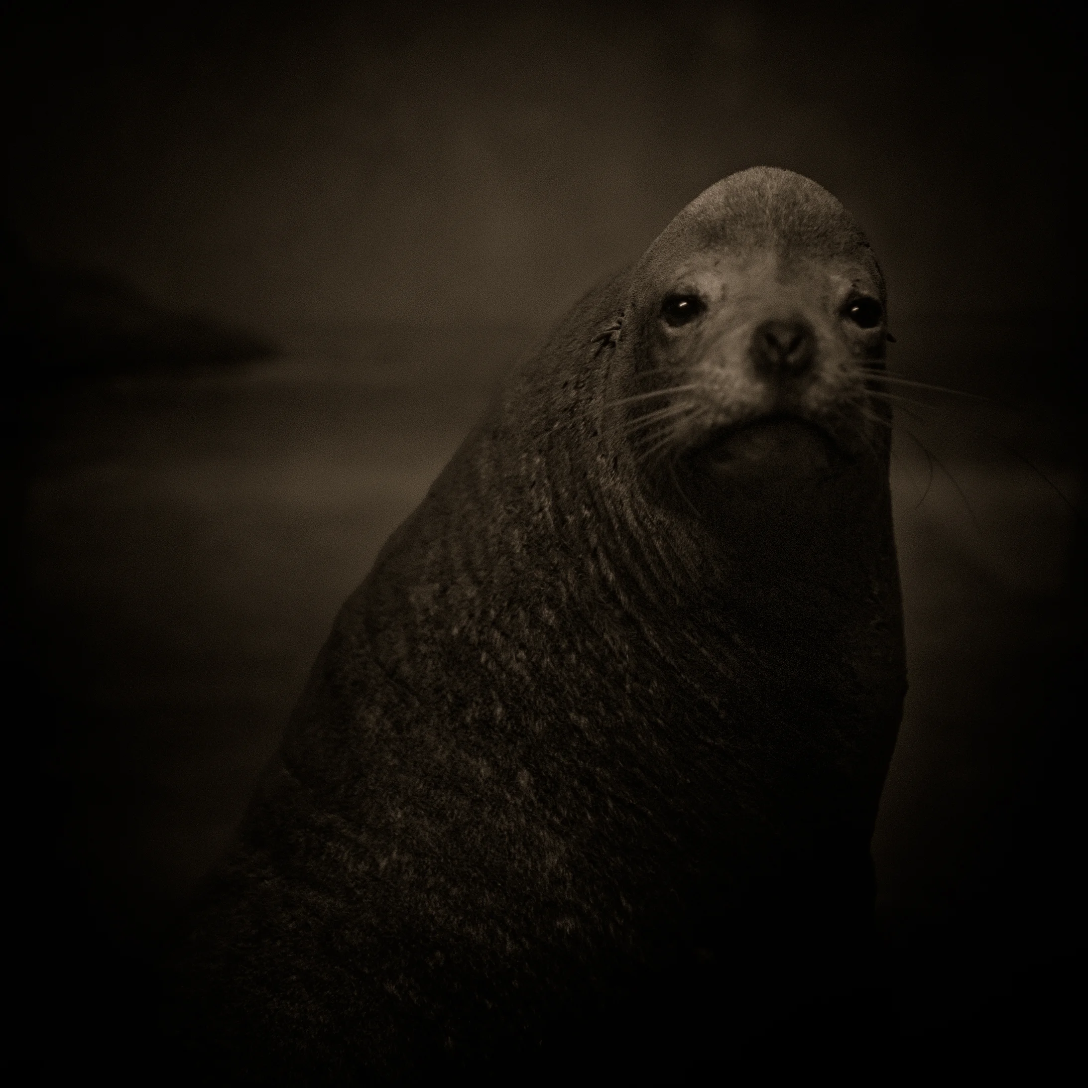 dark animals--13.jpg