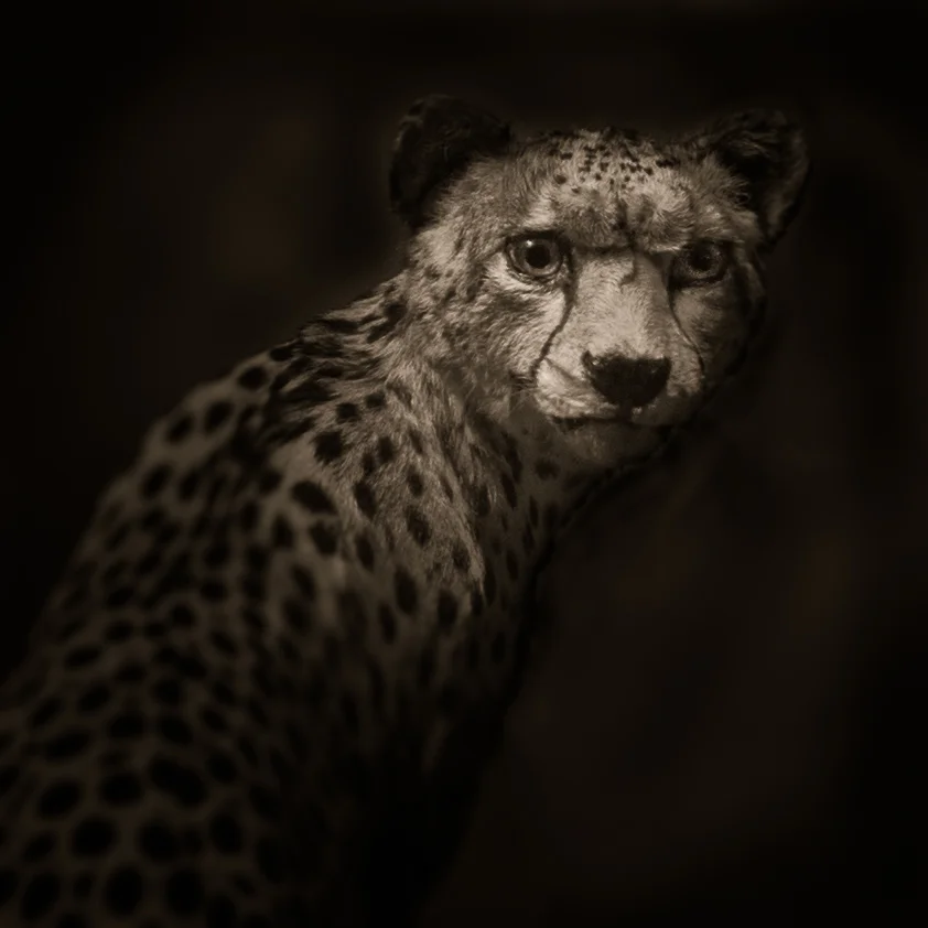 dark animals-2-2.jpg