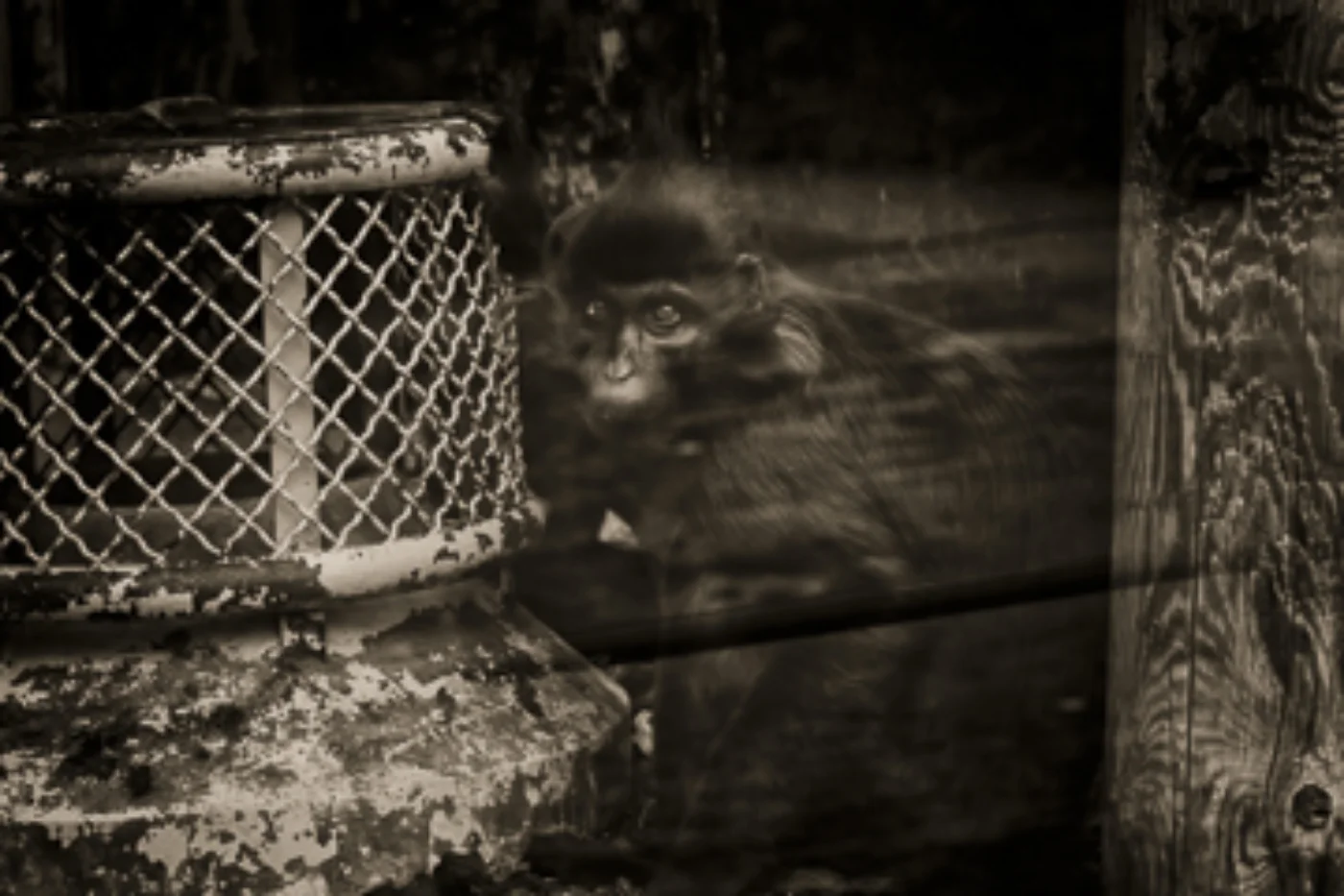 Monkey with cage.jpg