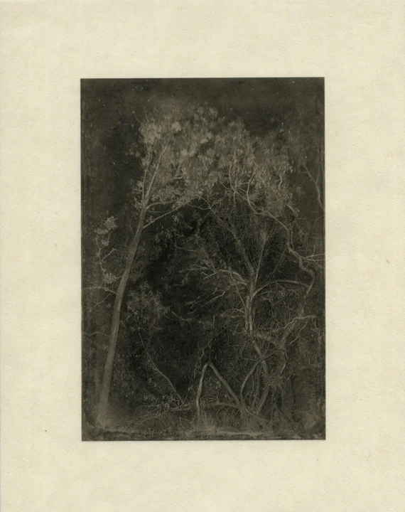 Trees 3