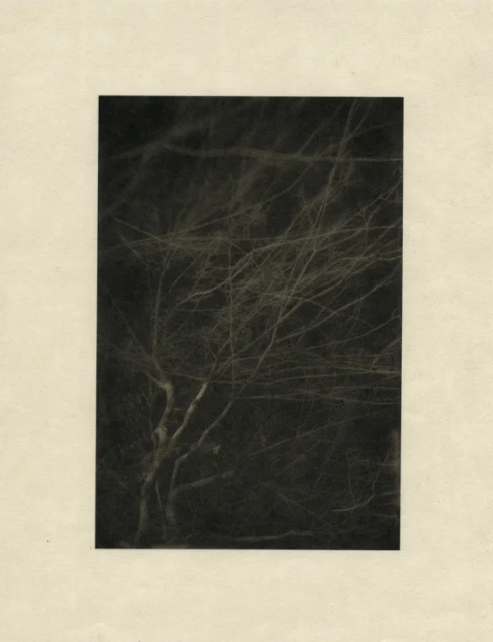 Trees 2