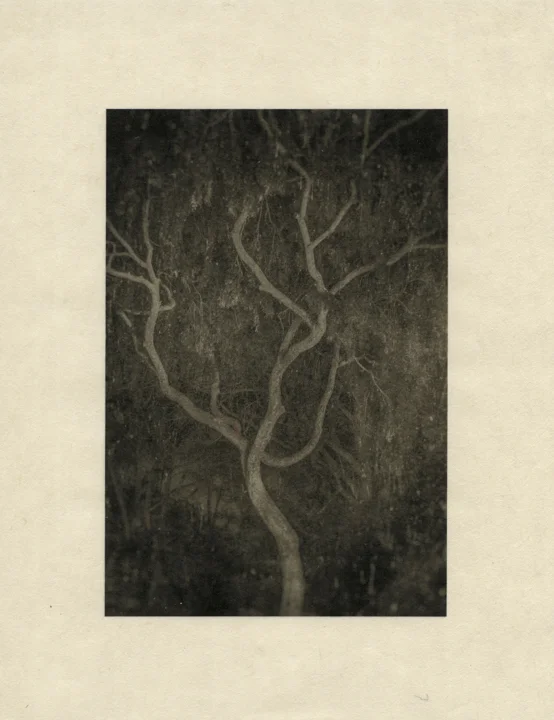 Trees 4