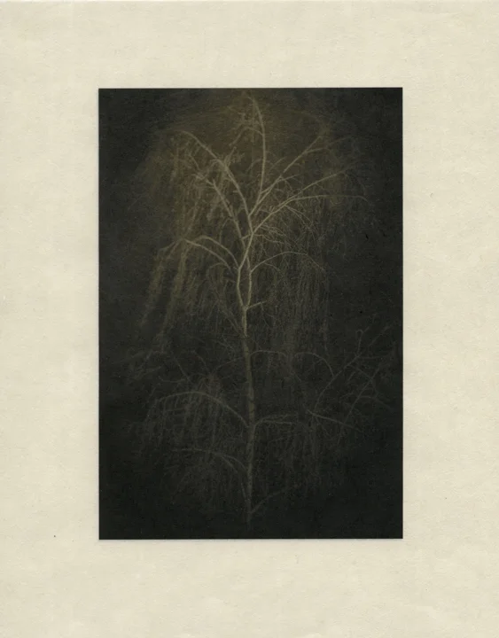 Trees 8