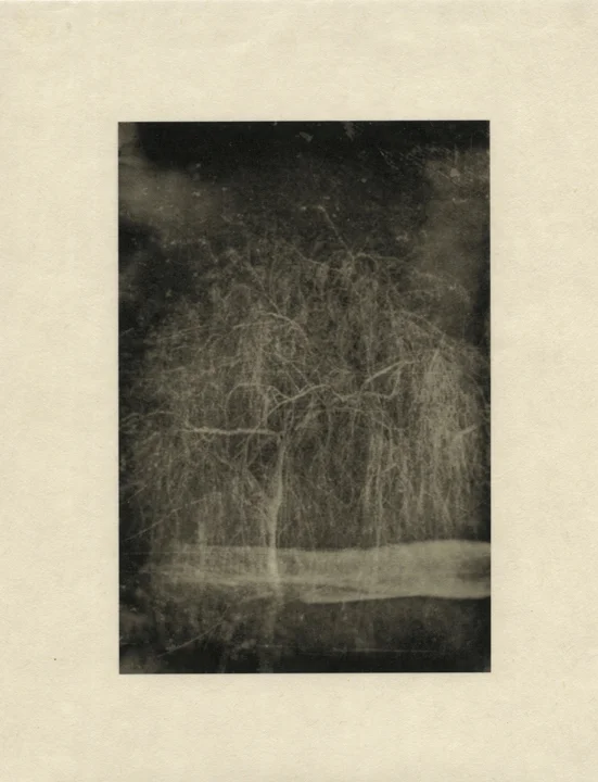 Trees 5