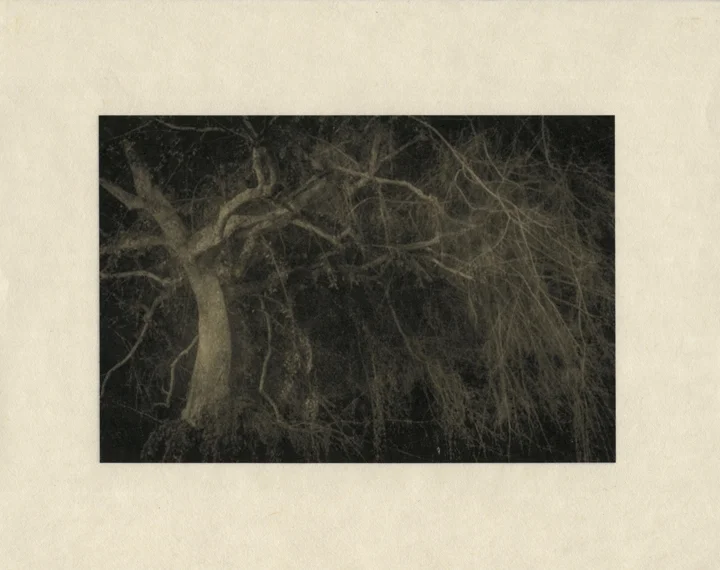Trees 11