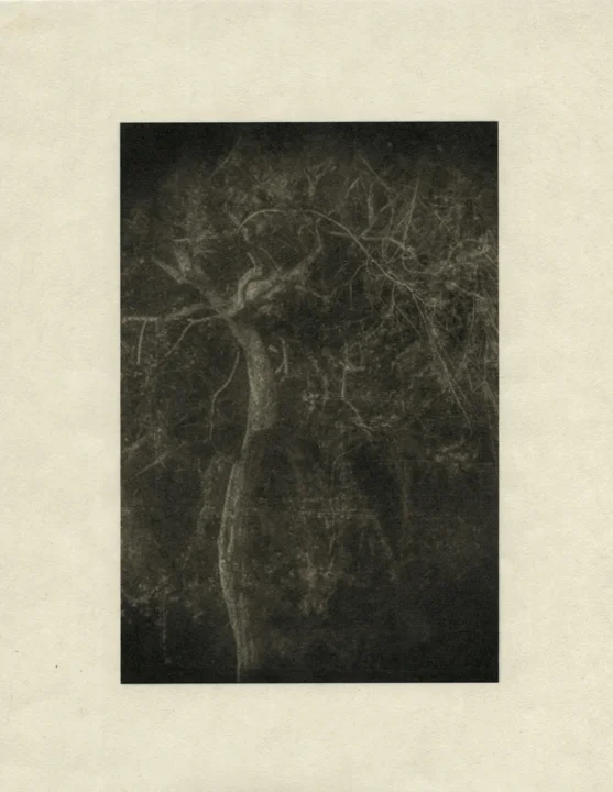 Trees 1