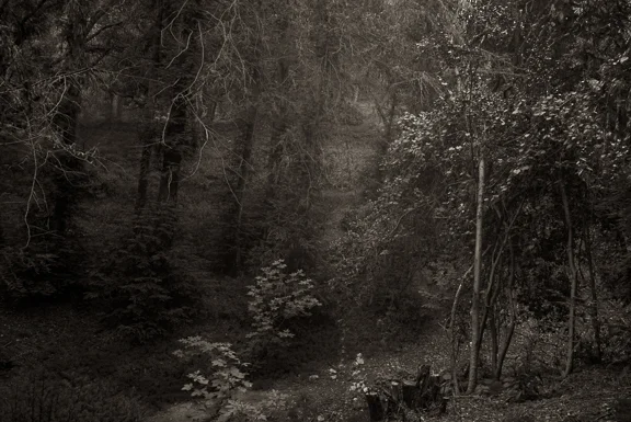 forest 1-2.jpg